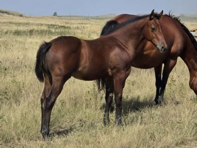 Bluestem Bon Jovi JW<BR>AQHA 6494228